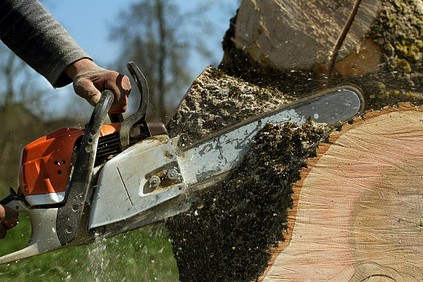 Best Large Tree Removal  in Barton, NM